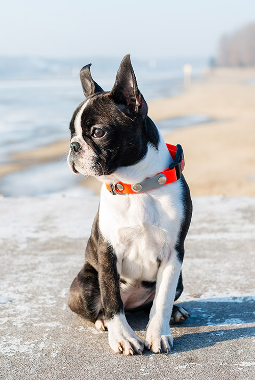 Boston Terrier puppy sitting in the winter scenery