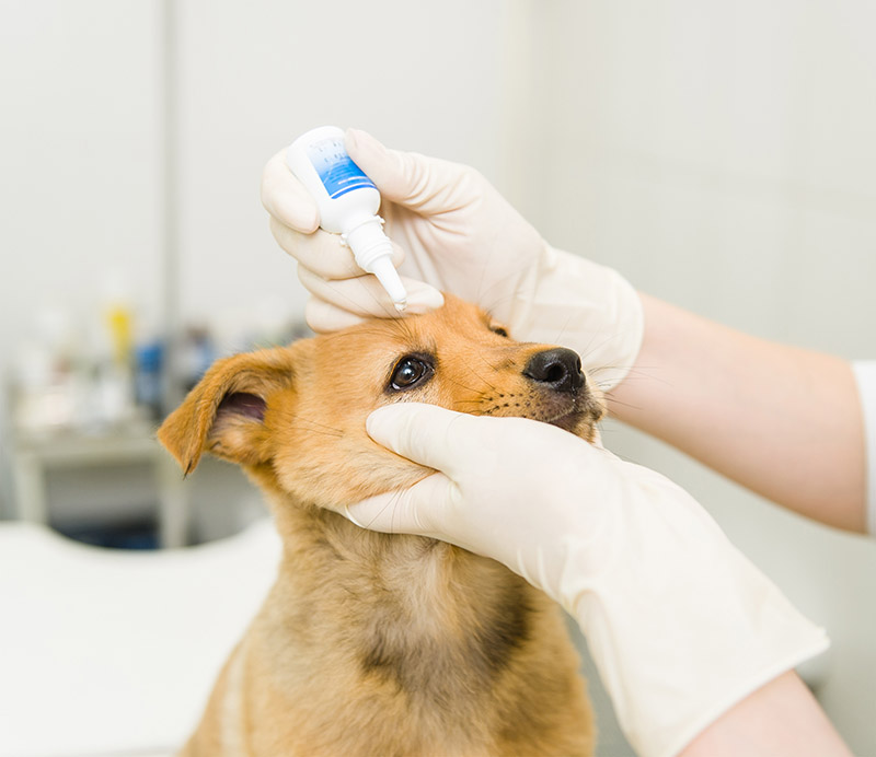 veterinarian dripping drops to the puppy eye in clinic.