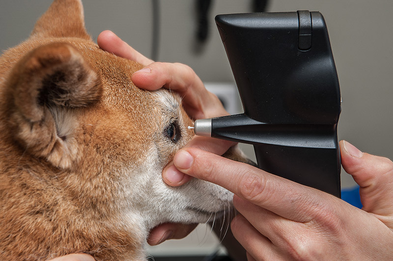 Ophtalmologie vétérinaire, il est possible de traiter et ainsi préserver les yeux des animaux domestiques comme les humains.