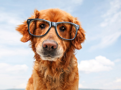 Dog glasses website crop