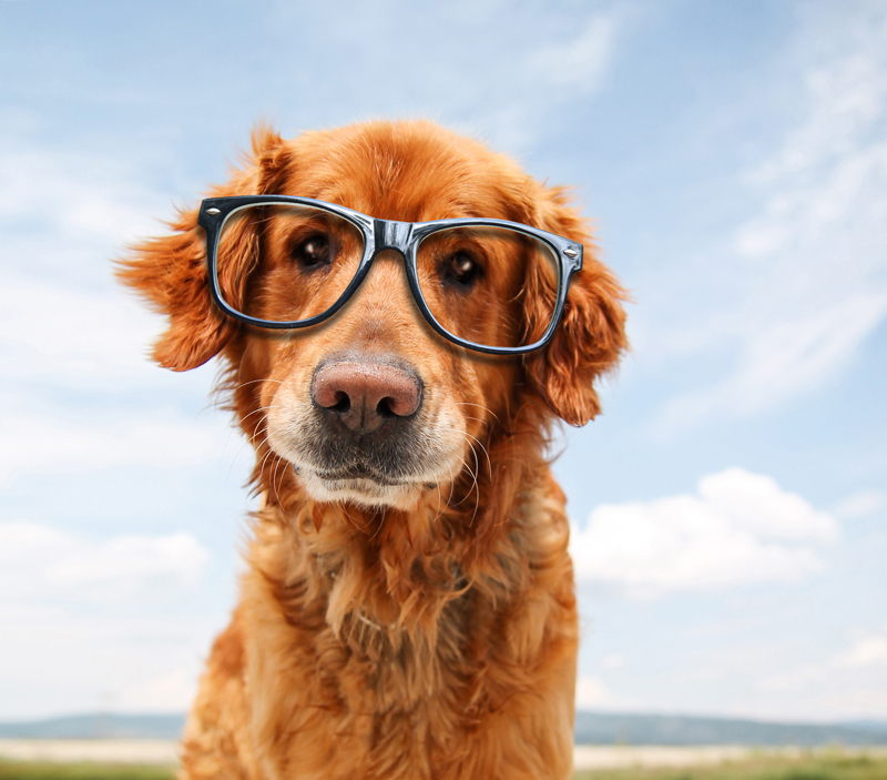 Dog glasses website