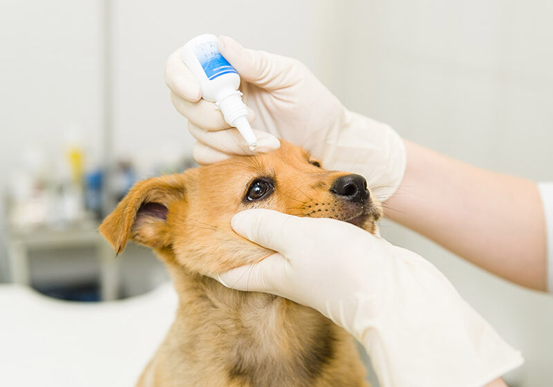 veterinarian dripping drops to the puppy eye in clinic.