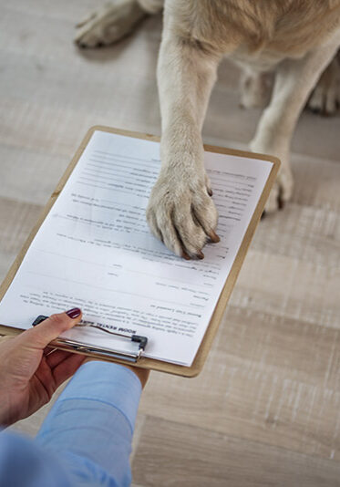 Top view close up lablador paw signing document for woman in living room. Copy space
